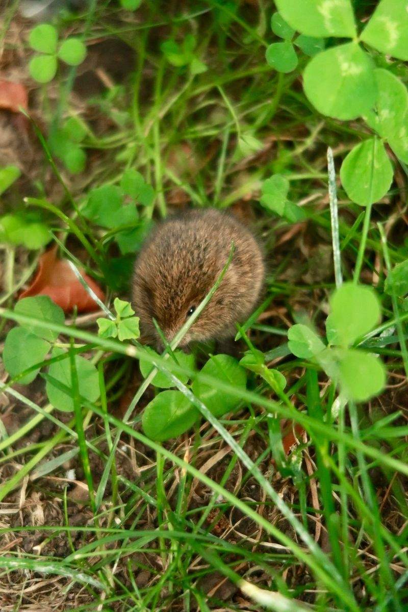 アニマルケアジャパン株式会社 - Image 10