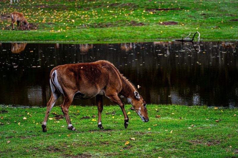アニマルケアジャパン株式会社 - Image 13