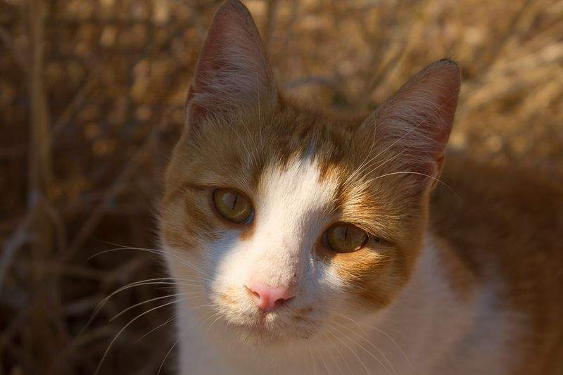 アニマルケアジャパン株式会社 - Image 5