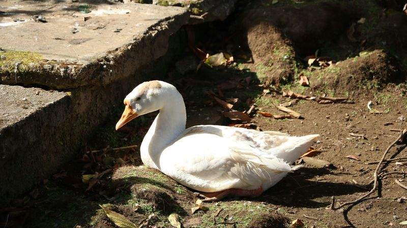 アニマルケアジャパン株式会社 - Image 9